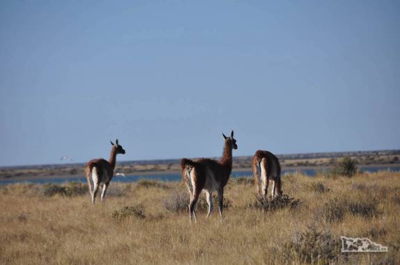 Encontro com guanacos, camelídeos muito comuns na Península Valdés, no litoral da  patagônia argentina